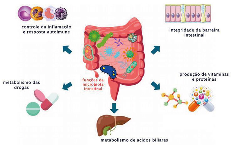 Microbiota Intestinal